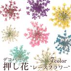 押し花 (44) レースフラワー ドライフラワー 花材 押し花 レジン プリザーブドフラワー ハーバリウム ハンドメイド クラフトDIY 国内発送
