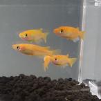 楊貴妃めだか/楊貴妃メダカ