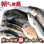鮮魚セット 丸ごと 5〜6種類 生魚 詰め合わせ 『三浦半島 産地直送 朝どれ でらっくすコース』 下処理なし 海鮮 地魚 お取り寄せ