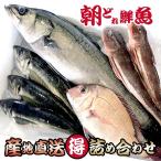 鮮魚セット まるごと 3〜4種類 生魚 