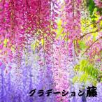  общая длина 110cm 6 шт. комплект Galland глициния ... цветок искусственная зелень искусственный цветок fis терьер - ligane ввод tsutatsuru цветок видеть интерьер imite-shon дисплей 