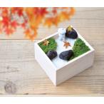  мох поддон KOKEBON мох культивирование комплект простой культивирование семья культивирование гидропонная культура симпатичный день рождения подарок интерьер украшение GD719