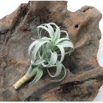 チランジアナナ約５〜６ｃｍエアプラ...