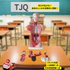  тело человека модель игрушка анатомия .. модель .. образец [ японский язык инструкция . приложен ] учеба комплект TJQ