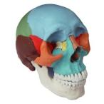 Human Medical Anatomical Adult Osteopathic Skull Model　オステオパシースカルモデル　頭蓋骨 人体