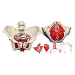 [Wellden]Wellden Product Medical Anatomical Female Pelvis Model with Remova