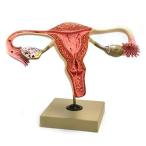 Eisco AM360AS Model, Human, Cross Section, Female Reproductive Organs