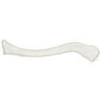 Axis Scientific Clavicle Bone Model | Right | Cast from Real Human Clavicle