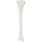 Axis Scientific Tibia Bone Model | Right | Cast from a Real Human Fibula Bo