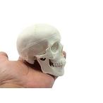 Doc.Royal The Education Mini Skull Human Medical Anatomical Head Bone Skull