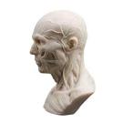 Global-Dental Human Model Anatomy Skull Head Muscle Bone Medical Model Mini