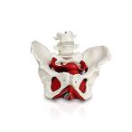 Jackson Global JS00024 Female Pelvis with Organs | Removable Organs Include