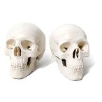 Mini Human Skull Model, 3 Parts Palm-Sized Anatomy Skull Model with Removab