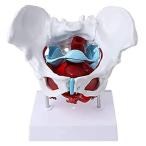 AMDHZ Anatomy Model of Female Pelvis - Pelvic Floor Muscles and Reproductiv