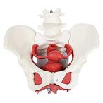 HAOKTSB Anatomy Model of Female Pelvis, Medical Anatomical - Pelvic Floor M