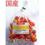 国産　激辛生唐辛子　 ハバネロ レッドサビナ 　レッド　500g　生鮮品　千葉県産