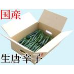 【冷蔵便】国産　生　青唐辛子　甘口　500g　生鮮品　千葉県産