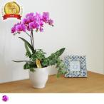 最短翌日出荷送料無料ミディ胡蝶蘭観...