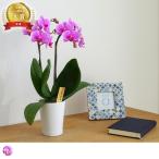 最短翌日出荷送料無料ミディ胡蝶蘭ラ...