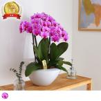 最短翌日出荷送料無料ミディ胡蝶蘭白...