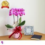 最短翌日出荷送料無料ミディ胡蝶蘭お...