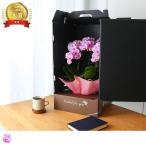 最短翌日出荷送料無料ミディ胡蝶蘭ド...