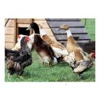 (ke ведро *mi Lunar ) Kevin Milner поздравительная открытка Countryside Farm Ducks карта BZ3967 ( многоцветный )