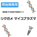【自宅で遺伝子検査・郵送型】爬虫類の遺伝子検査キット リクガメ マイコプラズマ(Mycoplasma agassizii) |