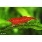 [ шримс ] super красный Cherry шримс стандартный товар [ аквариумная рыбка ][ аквариум ]