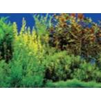  производитель : Kotobuki прикладное искусство фото экран 90 водоросли K-103 аквариум 