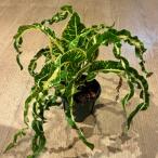「観葉植物」Croton Ai ya ra クロトン アイ・ヤーラ「植物」「アクアリウム」