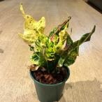 「観葉植物」Croton kwang ngern クロトン クワン・ングン「植物」「アクアリウム」「観葉植物」