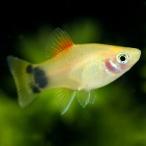 イエローミッキーマウスプラティ定番...