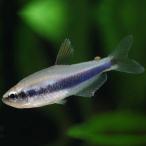 [ тропическая рыба ] Inpaichthys Kerri ( bleed )(2-3cm)[ аквариумная рыбка ][ аквариум ] Indonesia рейс 