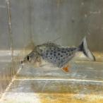 ピラニア・ピンダタ11月新入荷商品...