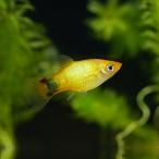 ゴールデンミッキーマウスプラティ5...