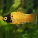 「熱帯魚」ゴールデンパンダプラティ...