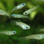 「熱帯魚」アフリカンランプアイ掘り...