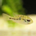 [ тропическая рыба ] wild la Mille ji( Colombia )(3-4cm)[ аквариумная рыбка ][ аквариум ] Colombia выгодное приобретение 