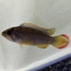 「熱帯魚」アピストグラマナイスニー...