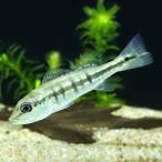 キクラ・インターメディア10月新入...