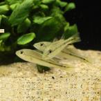 「熱帯魚」キクラ・ピニマインドネシ...