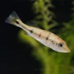 キクラ・オセラリスブロコポンド10...