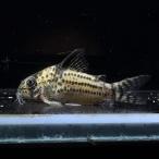 [ тропическая рыба ] Corydoras cfto kanchi nsshuwarutsi(katete)(4-6cm)[ аквариумная рыбка ][ аквариум ]