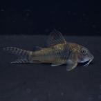 [ тропическая рыба ] Corydoras sp Yacuma(pe Roo )(4-5cm)[ аквариумная рыбка ][ аквариум ]
