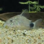 [ тропическая рыба ] Corydoras ka ude .makyula-ta(g.pore)(4-4.5cm)[ аквариумная рыбка ][ аквариум ]