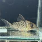 コリドラスキンチャン11月新入荷商...