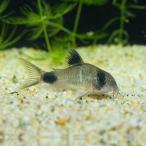 [ тропическая рыба ] Corydoras Panda ( bleed )(L)(4-4.5cm)[ аквариумная рыбка ][ аквариум ]