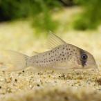 [ тропическая рыба ] Corydoras a Toro Persona -tasI(pe Roo )(3-4cm)[ аквариумная рыбка ][ аквариум ]
