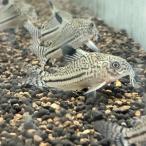 コリドラスロンドニアジュリー11月...